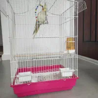 فروش عروس هلندی