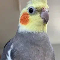 فروش فوری یک جفت عروس هلندی