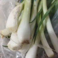 سبزیجات خورشتی خوردنی  رامهرمز