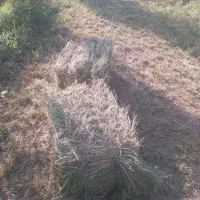 فروش یونجه خالص
