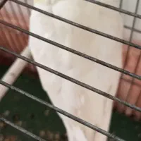 سخنگو|پرنده|اسدآباد, |دیوار