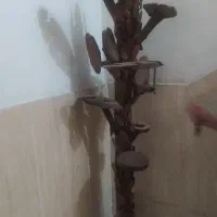 بار مدل درختی