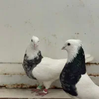 پرنده|پرنده|اهواز, زرگان|دیوار