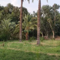 دهقان .کشاورز