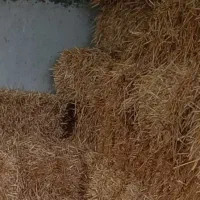 کاه گندم پرس