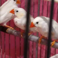 ۵تا فنچ یجفتش تخم کرده|پرنده|قرچک, شهرک طلائیه|دیوار