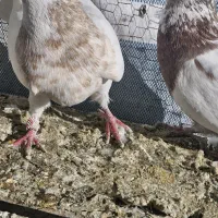 طوقی .|پرنده|تهران, تختی|دیوار