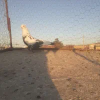 نر چتن سیاه کاکلی|پرنده|تربتحیدریه, پائین ولایت|دیوار