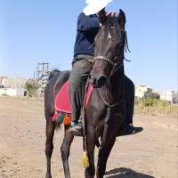 اسب کرد نر|اسب و تجهیزات اسبسواری|تبریز, |دیوار