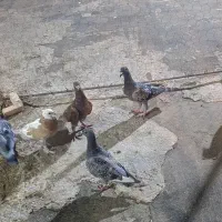 کبوتر|پرنده|شیراز, طلاب|دیوار