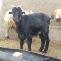 بز جفت ۱۹ تیشتر ۱۵|حیوانات مزرعه|مسجد سلیمان, |دیوار