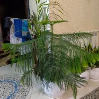 گل کاج مطبق ۵ طبقه ۳ساله دارای گلدون سرامیکی|گل و گیاه طبیعی|رشت, جهاد|دیوار