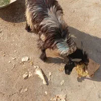 فروش2کهره نر ویک کهره ماده خوش خوراک گله ای