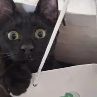 واگذاری بچه گربه سیاه