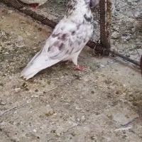 ۲ تا نر و ۴ تا ماده پرشی مایه