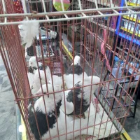 ۵ عدد کفتر طوقی سیاه|پرنده|مشهد, عامل|دیوار