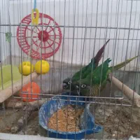 یک جفت گری۸نچیک مولد آماده تخم گذاری