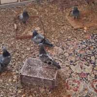 کبوتر پلاکی