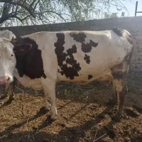 گاو|حیوانات مزرعه|آشخانه, |دیوار