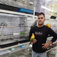 کاسکو خورشیدی گرینچیک در پرنده سرای ابوالفضل|پرنده|قائمشهر, |دیوار