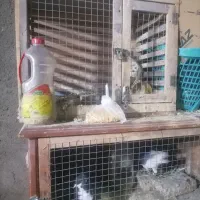 قفس واسه جفتگاه|لوازم جانبی حیوانات|سبزوار, باهنر|دیوار