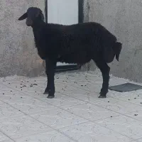 فروش یک راس بره نر همو قزل افشار 6ماهه