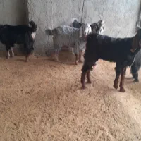 بزو بزغاله فروش