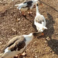 غاز