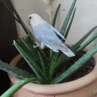 طوطی برزیلی|پرنده|همدان, |دیوار