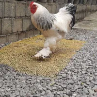 تخم نطفه دار برهما یا امپراطور|حیوانات مزرعه|آمل, |دیوار