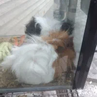 خوکچه و همستر|موش و خرگوش|قدس, شهرقدس|دیوار