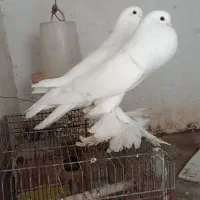 کبوتر بادکنکی