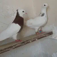 کفتر پرشی کلاغ کرواتی طوقی سینه سرخ دم ابلغ سار|پرنده|مشهد, طبرسی شمالی|دیوار