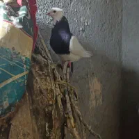 طوقی وسیاه آبادانی