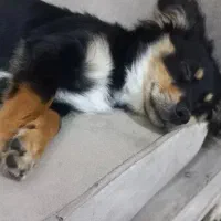 واگزاری سگ میکس شیتزو