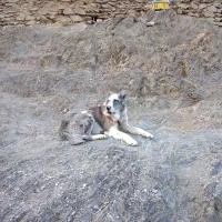 سلام سگ گله ای دهن پاک سن 1نیم جانوری|سگ|مشهد, میان ولایت|دیوار