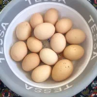 فروش تخم مرغ کردی