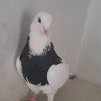 کفتر طوق ماده