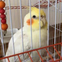 گم شده|پرنده|مرودشت, بهارستان|دیوار