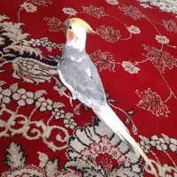 عروس هلندی معاوضه با توله نژاد دار یا سگ