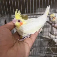 جوجه عروس هلندی