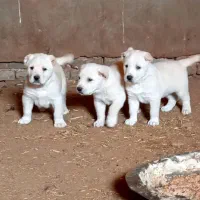 واگذاری توله سگ