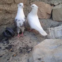 نرو ماده اسبی شونی