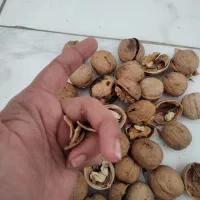 گردو پوست نازک وکاغذی|خوردنی و آشامیدنی|قم, سید معصوم|دیوار