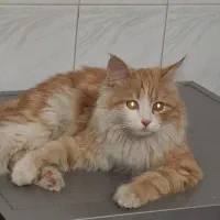 گربه گم شده|حیوانات|یزد, |دیوار