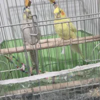 پرنده عروس هلندی