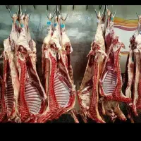 گوسفند بخرید یک دست کله پاچه رایگان هدیه بگیرید