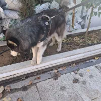 سگ هاسکی مالاموت