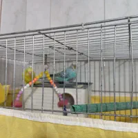 یک جفت مرغ عشق|پرنده|بروجرد, |دیوار