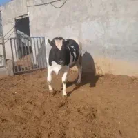 تلیسه آبستن